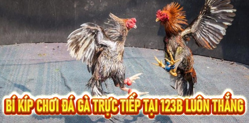 Bí quyết chăm sóc da gà đỏ khỏe đẹp