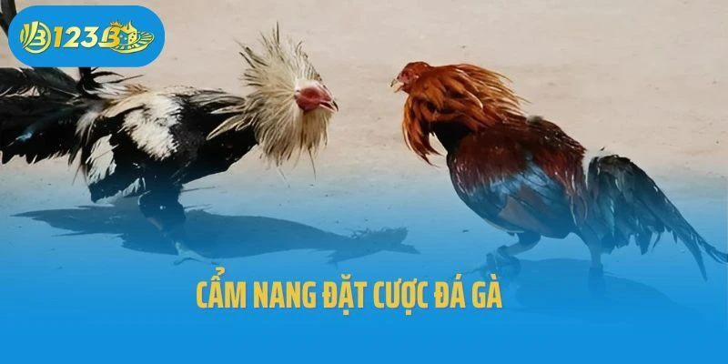 Đặc điểm đôi chân vững chãi của chiến kê