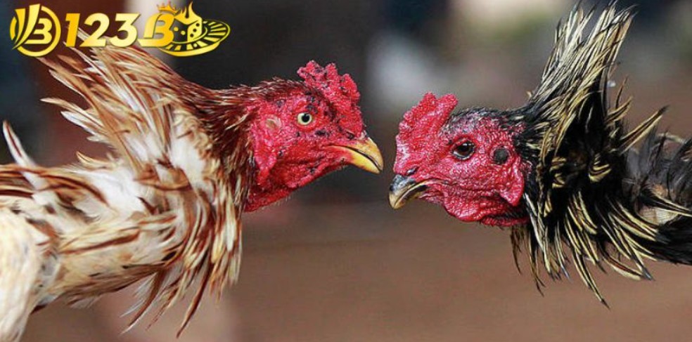 Đánh giá lực đá thực tế của chiến binh